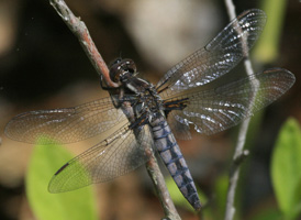 Blue Corporal